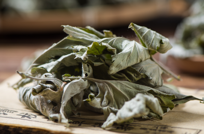 Dried mugwort leaves called gaiyo